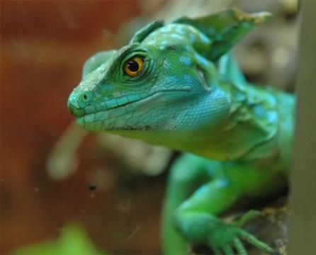 01 bazilisk basiliscus plumifrons